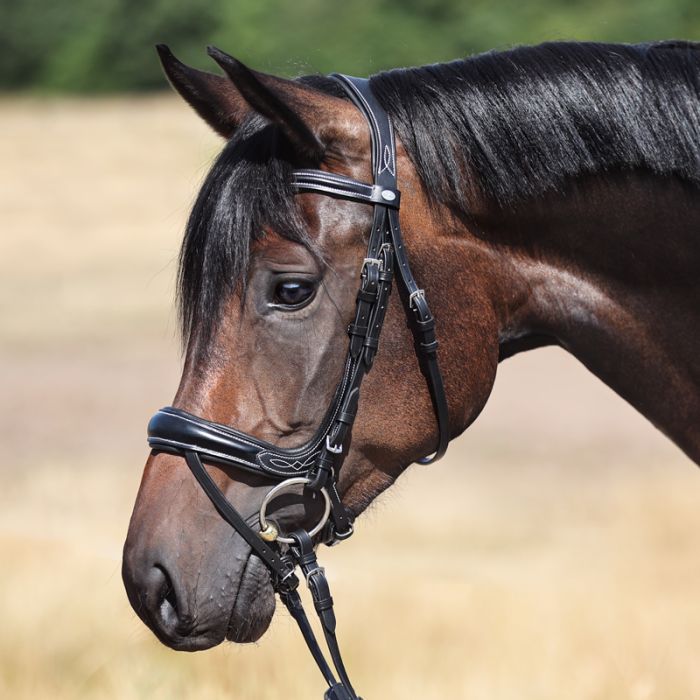 Ogłowie Ivy Plus Kavalkade z angielskim nachrapnikiem - KavalSH4 - Cavalo